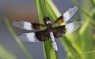 close up photo of white and black dragonfly on leaf